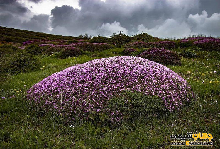 عسل گزانگبین 1000گرمی